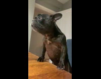 Black dog gets excited stands at table