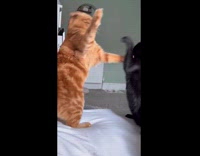 Slow motion two cats fighting