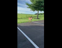 Friendly deer came say hi parking lot