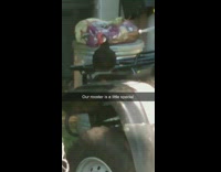 Black rooster chicken crows loudly brown dog