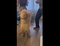 Small brown dog dancing with couple 