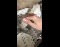 Collab BitchIG2 - White grey cat bites and plays with hand 