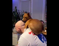 Dog licking bald mans head 