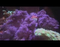 Time Lapse video of violet coral open up