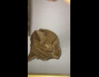 Pet cat head stuck on paper brushed by owner