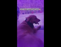 Dog shakes butt to dance song
