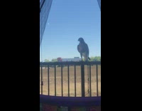 Hawk sitting on railing looks inside house