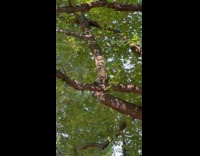 Collab WINY - Falcon on tree branch caught a pigeon