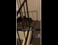 Collab BitchMP - Cat jumps off stairs and runs away girls porch 