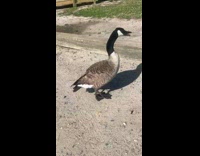 Goose with Broken Leg Hops to Move