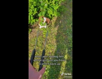 Owner chases weiner dog with tongs