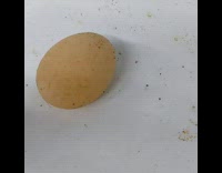 Collab DailyDoseOfInternet - Guy pokes squishy brown egg without eggshell 