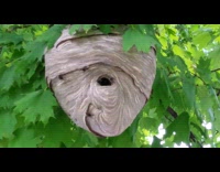 Wasp nest looks like a mummy face