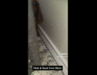 Brown puppies hide from mom behind bed