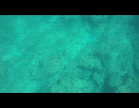 Diver shoot scorpionfish camouflaged underwater spear gun