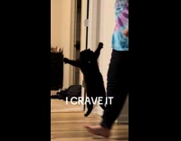 Cat tries to scare hooman 