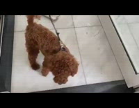 Brown dog black leash jumps hallway tile