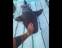 Woman give headpats to nurse shark