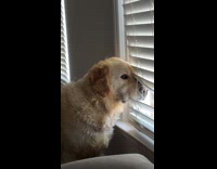 Dogs snout caught on window blinds being nosey