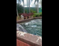 Dolphin throws inflatable out of the water