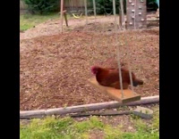 Girl push chicken ride on playground swing