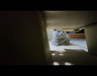 Gray cat pounce towards camera inside box