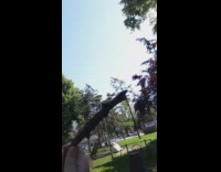 Black labrador dog barks runs after stick 