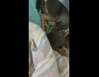 Collab BitchMP - Black dog on shoulder whining