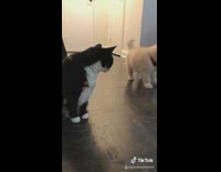 Collab Clips MPUGC - Black Cat Dog Puppy Friends