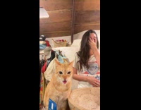 Cat with tongue out staring at mirror