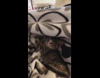 Brown white kitten cat yawns fleece blanket