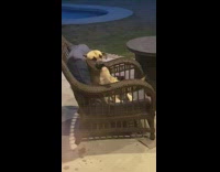 Random dog sitting on patio furniture backyard