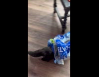 Collab BitchMP - Cat wearing plastic wrapper 