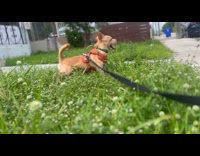 Collab PLC - Chihuahua on leash growls at front yard