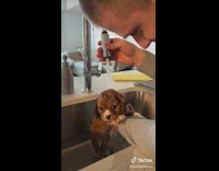 Small dog getting bath in sink 