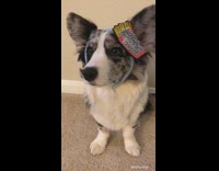 music white and grey dog looking at camera 