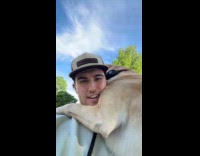 Scared dog chased by geese