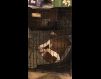 Dog struggles to roll over inside cage