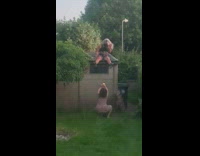 Black face mask girl sits brown shed 