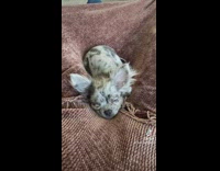Small black and white grey dog sleeping on brown blanket