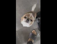 Dog Looks at Owner and Waggles its Tail