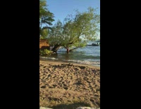 Dog on a tree while owner takes picture in the shore