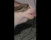Cat likes to lick braided charger cable