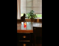 Disobedient cat touches plant when told not to 