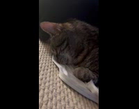 Tabby cat sleep wake up then stare