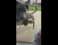 Pitbull puppy tries to grab tissue through window 