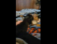 Lady on Bed Sings with her Cats Around