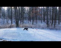 black dog chases pink frisbee in the snow 