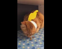 Orange cat homemade teletubbies headband 