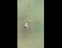 Tadpoles eat fish carcass in pond water